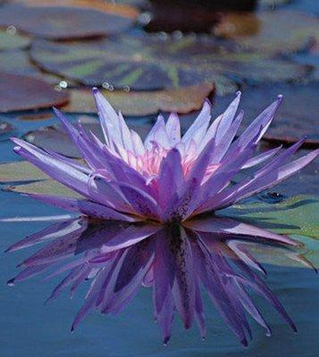 Floating Lotus Women's Wellness