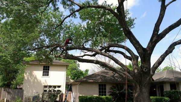 Astros Tree Service
