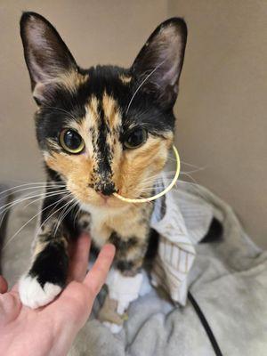 Emergency Pet Care of Texas