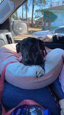 St. Gabriel Animal Hospital