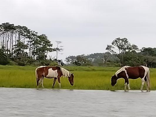 Assateague Explorer
