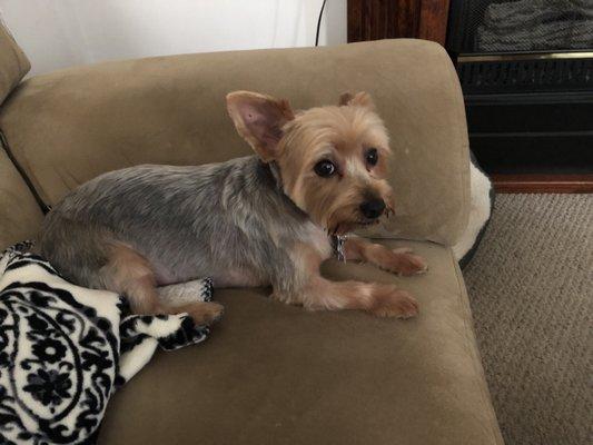 Sadie's had her Spa Day at Yellowdog Grooming today