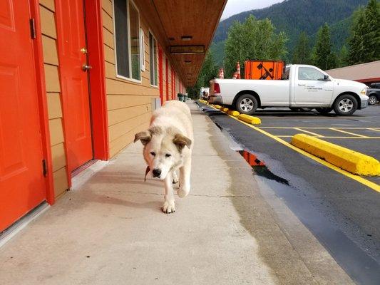 Sadie making rounds.