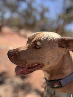 Best Friends Animal Society
