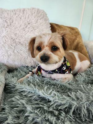 My Lauri after a trip to Hollywoof-Woof