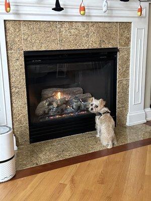 Happy doggo in front of one of our refreshed fireplaces. We are very happy!