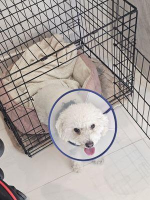 Desert View Animal Hospital