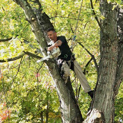 Lee's Tree Service