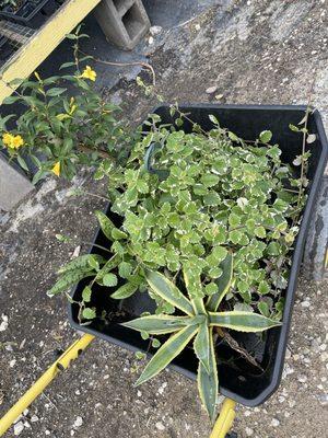 Jimbo's Wholesale Nursery