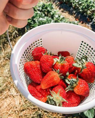Miller Farms Market