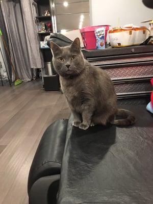 BellaLisa Hair Studio