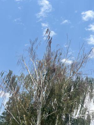 The Unlimited Favor Tree Service