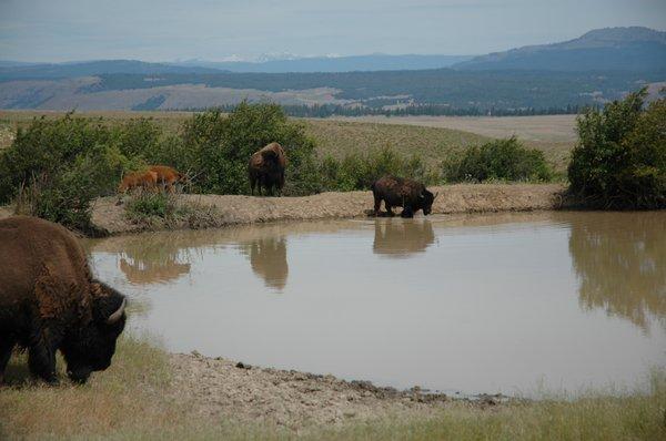 Klickitat Bison Company