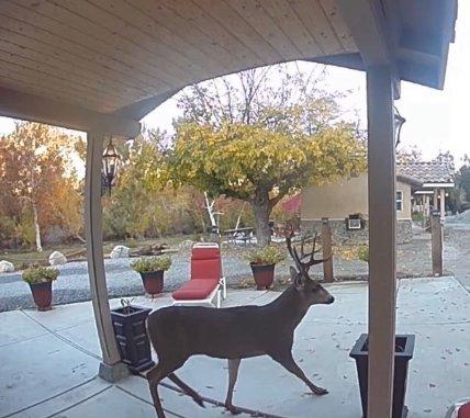 Sequoia Riverfront Cabins