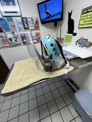 Animals Best Choice - Tarpon Springs-Palm Harbor, West Pasco