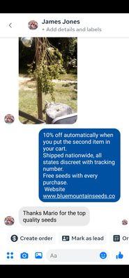 Blue Mountain Seed