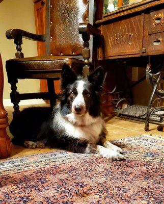 Katie's Pet Grooming