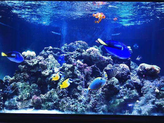 450 gallon reef tank.
