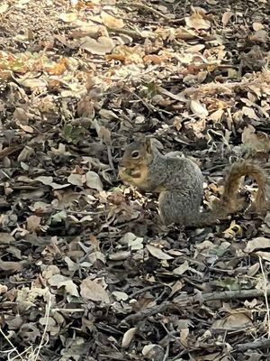 Squirrel with acorn