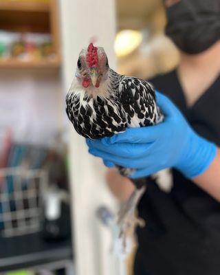 Sunset Veterinary Hospital