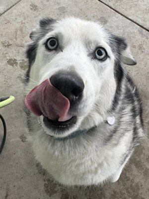 Shaggy Dog Grooming & Boarding