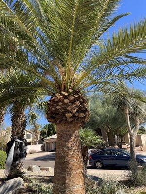 Done an excellent job trimming and sculpting my canary island date palm