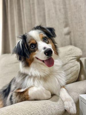 Bath & Furry Works Pet Salon