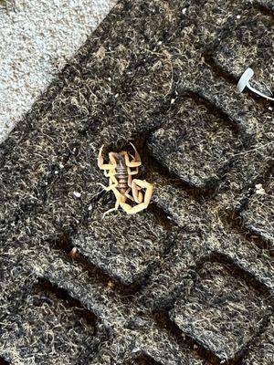 Scorpion on front porch