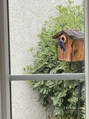 Wild Birds Unlimited