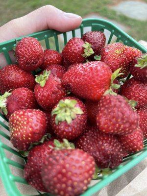 Best Strawberries I ever had