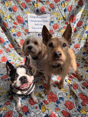 Street Tails Animal Rescue