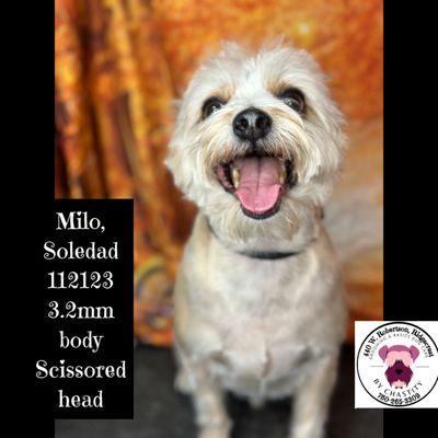 Dog Grooming By Chastity