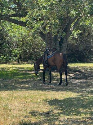 Harmony Horse Riding of Miami