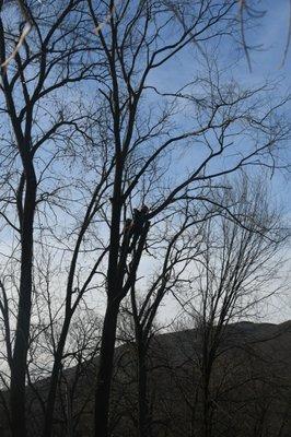 Mauricio's Tree Service