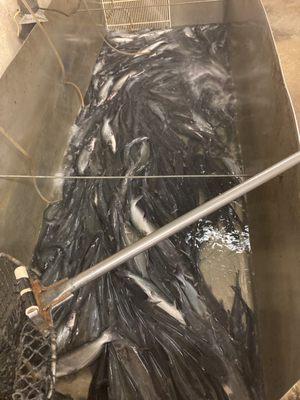 James Fish Market and Processing