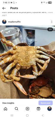 Male crab