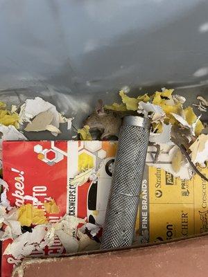 I had to kill mice that made a nest in my belongings