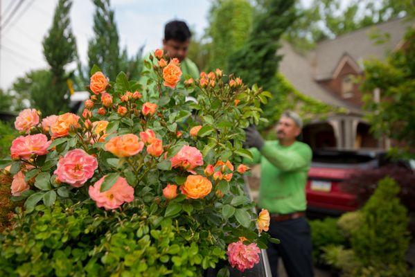 Dream Greener Lawn & Landscape LLC