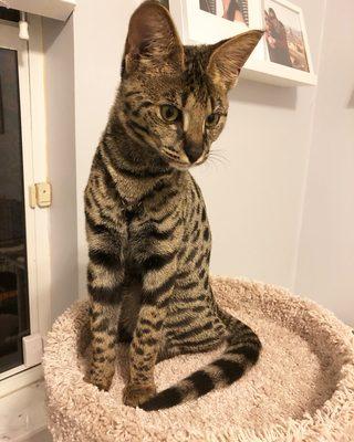 Pawbulous Doggie Daycare