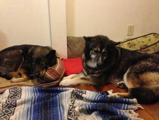 Luv Ur Dog...more Personal Pet Nanny Service