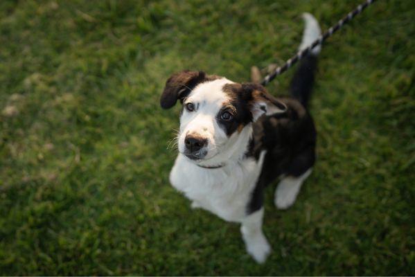 Attentive Pet Services