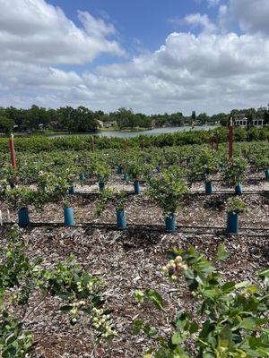 Tom West Blueberries