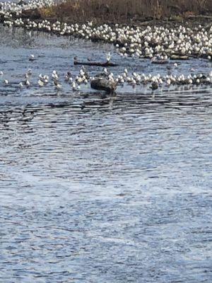 Delaware River Joint Toll Bridge Comm