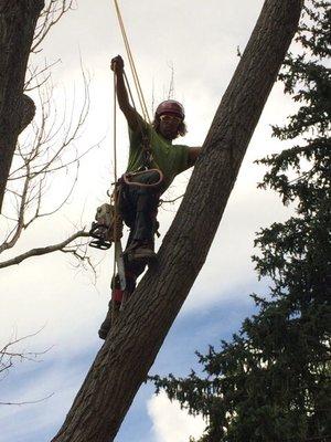 Pro climber on his 3rd tree of the day