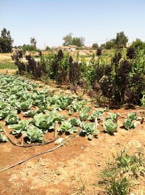 San Diego Organic Farms