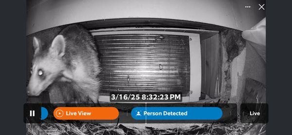 Honest Abe's Pest Control