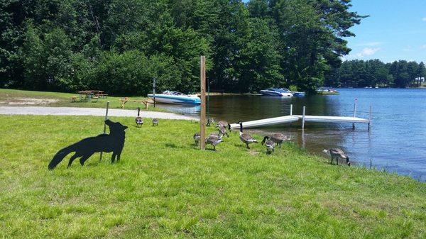 I don't think the wooden dog is working!