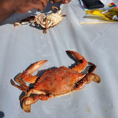 This was so good! Nice and meaty male number one.