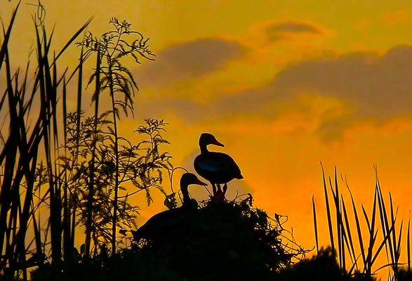 Jiggs Landing Outpost