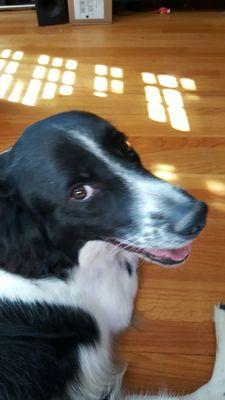 Peace of Mind Pet Sitters